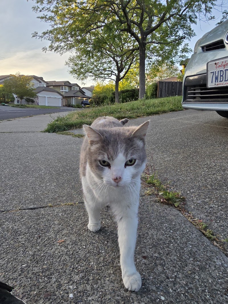 Photo of Carl The Cat