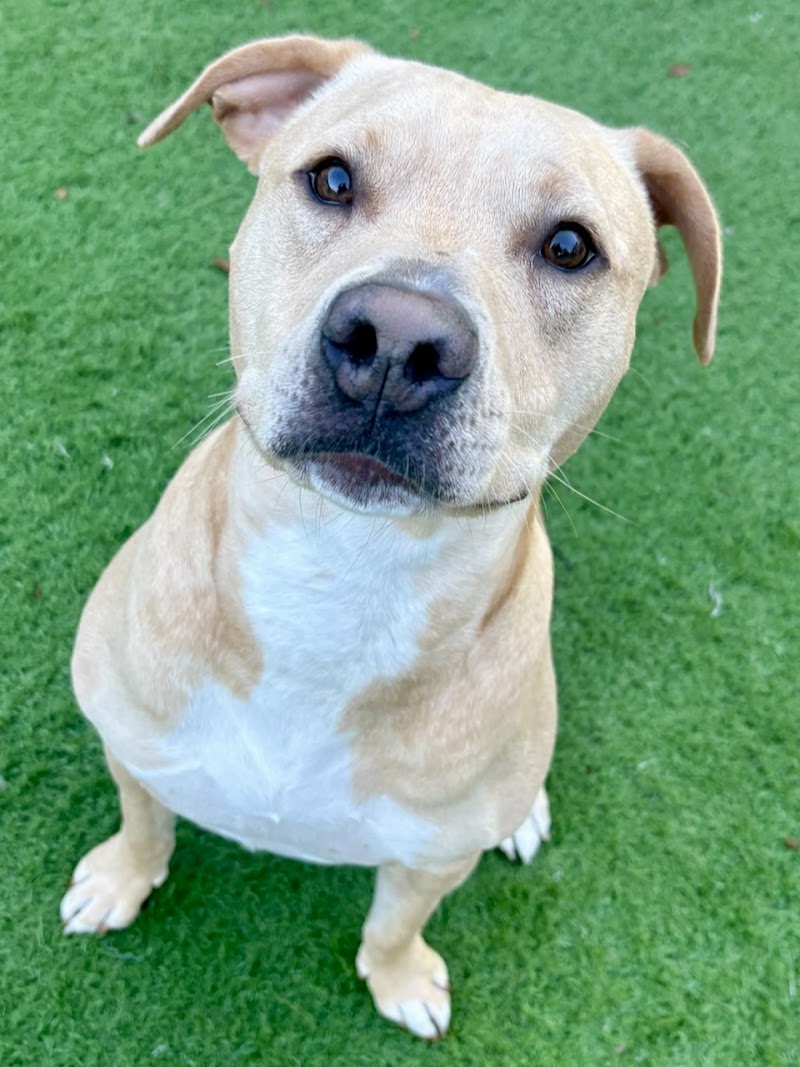 Dear Madison Pet Services photo 4