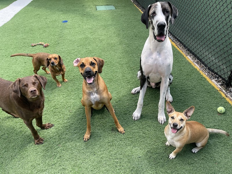 Dear Madison Pet Services photo 2