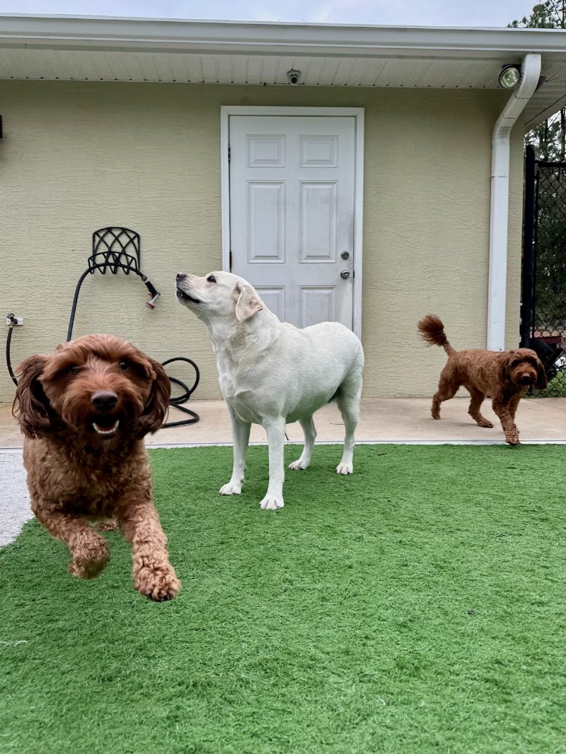Photo of Dear Madison Pet Services