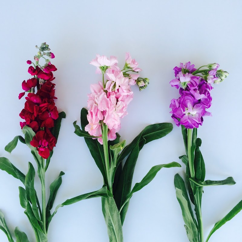Carrollwood Florist photo 2