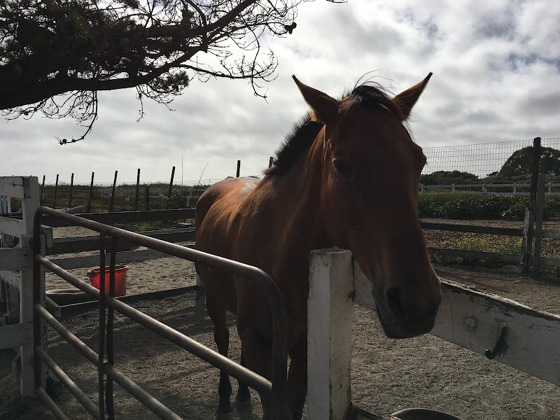 Maloney's Horses and Ponies photo 3