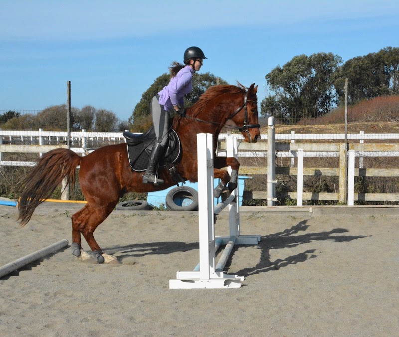 Maloney's Horses and Ponies photo 5