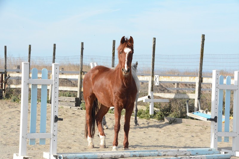 Maloney's Horses and Ponies photo 4