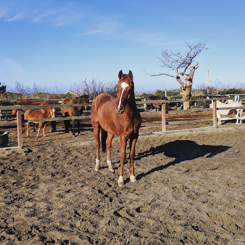 Maloney's Horses and Ponies photo 2