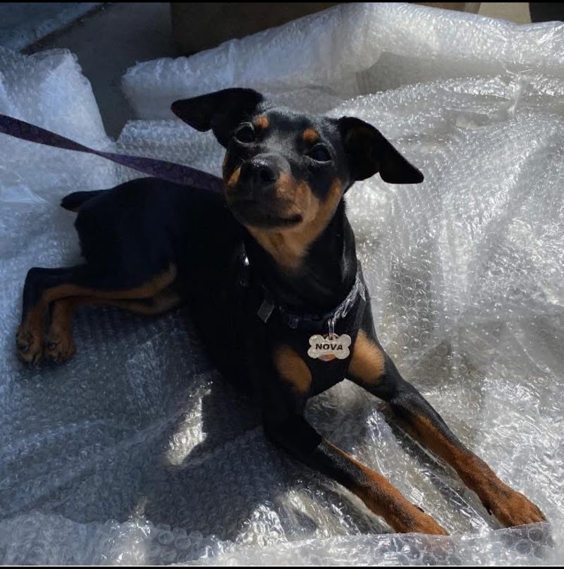 HK Animal Hospital photo 4