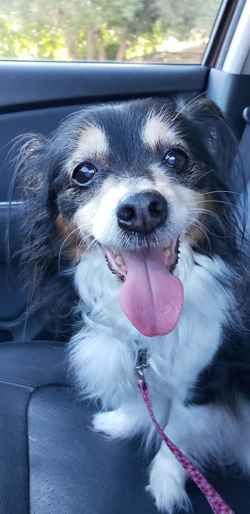 HK Animal Hospital photo 5