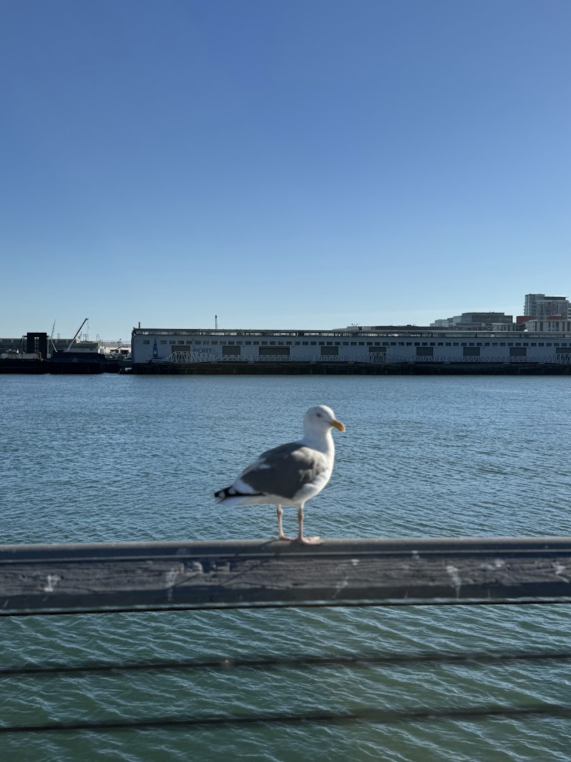 South Beach Fishing Pier photo 3