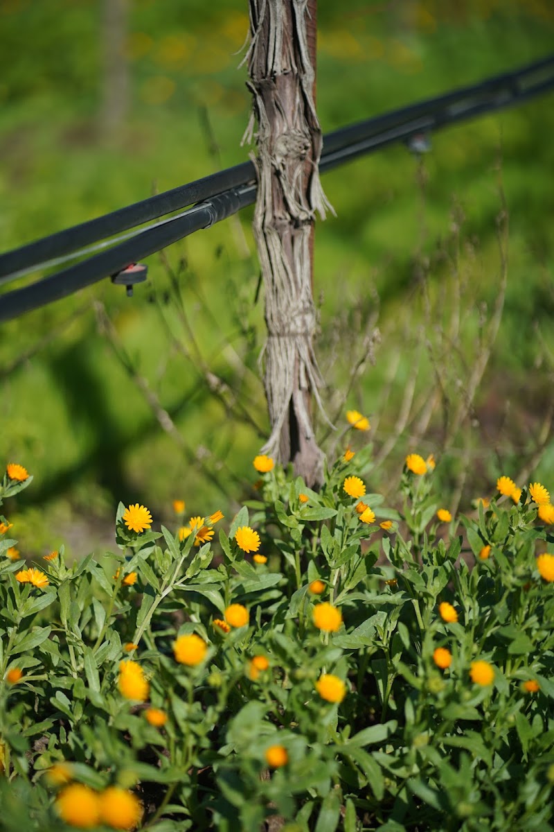 James Cole Winery photo 3