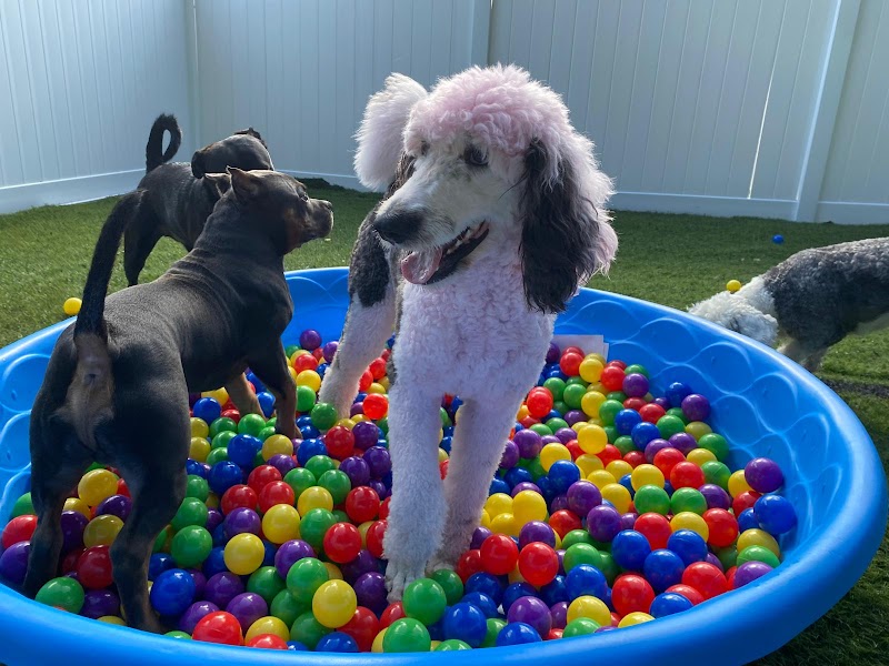 PupStreet Hotel & Spa photo 2
