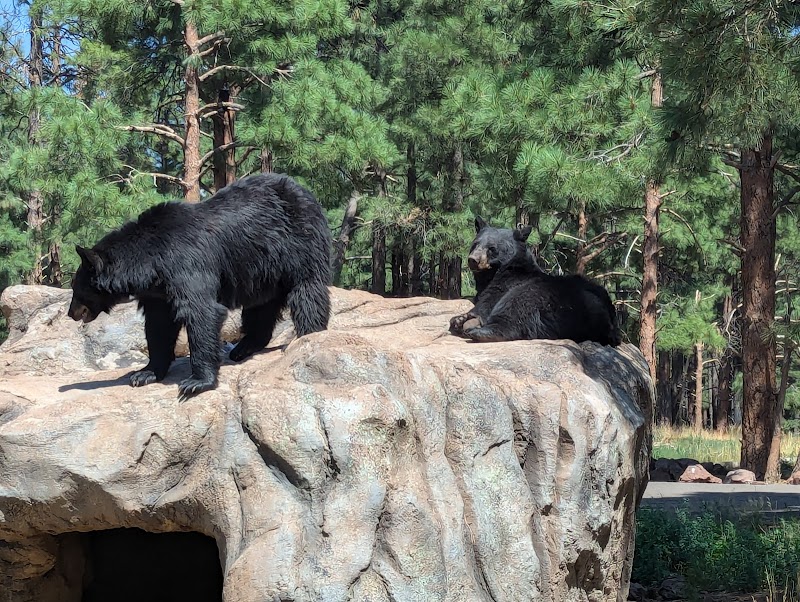 Bearizona Wildlife Park photo 4
