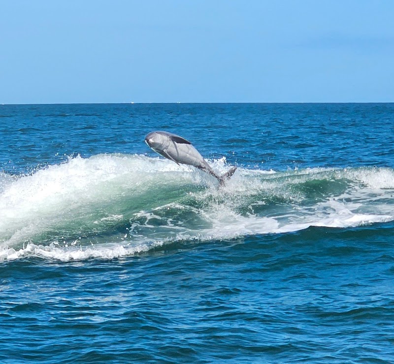 Photo of Little Toot Dolphin Adventure - #1 Dolphin Tour in the USA!