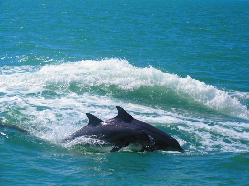 The Tropics Boat Tours photo 4