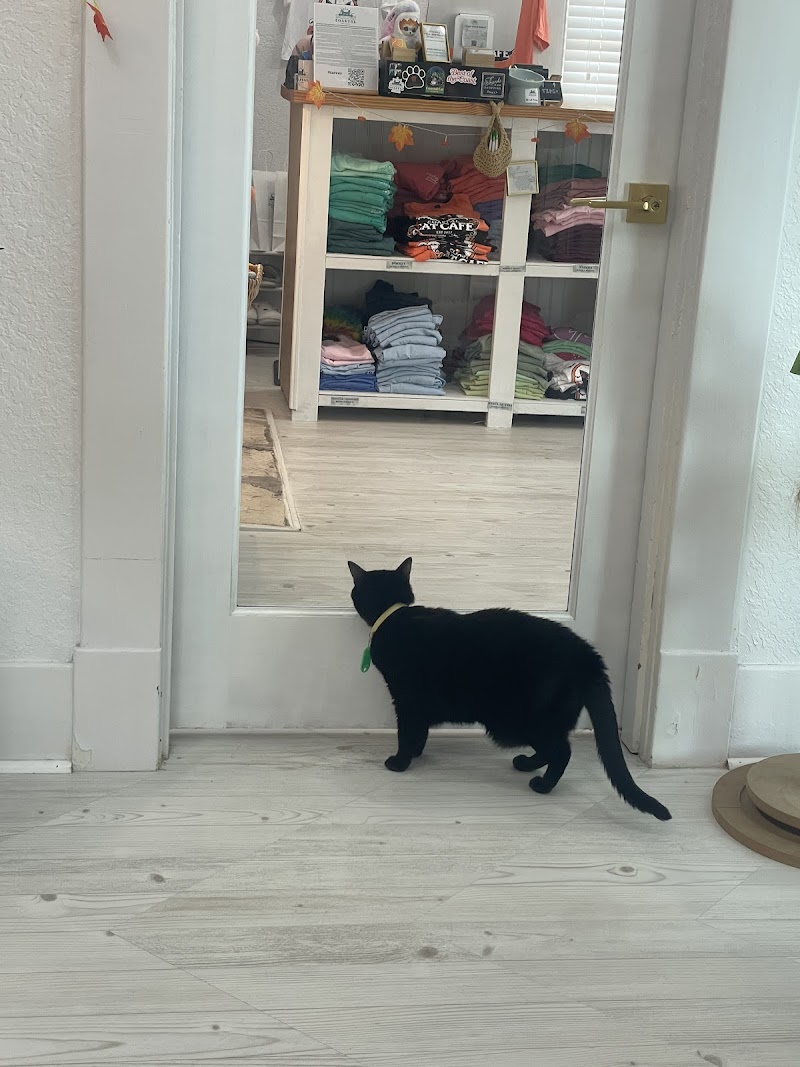 Coastal Cat Cafe photo 2