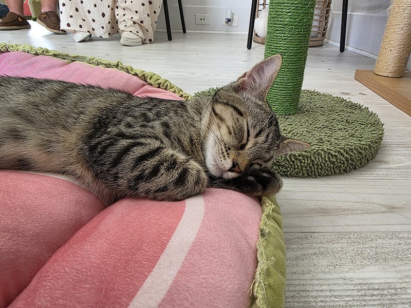 Coastal Cat Cafe photo 5