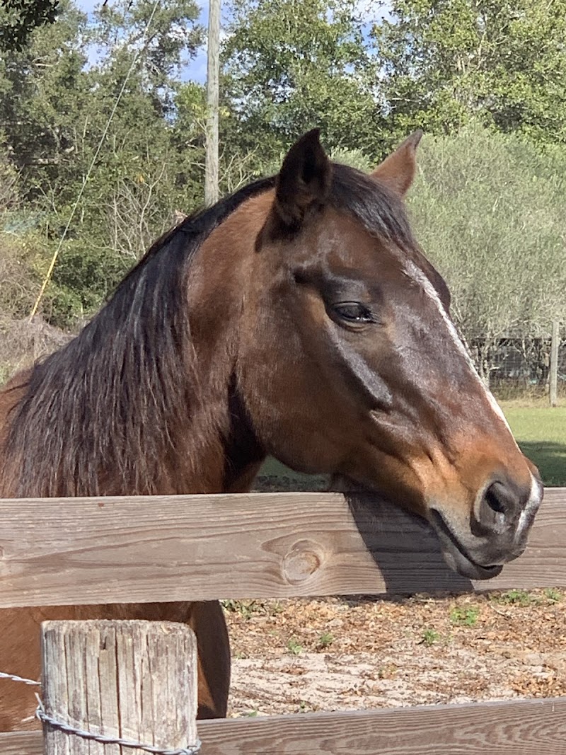 Florida Equine Center LLC photo 5