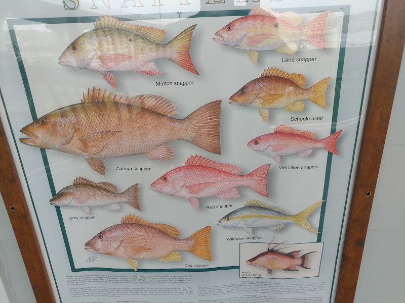 Belleair Bait and Tackle Co. photo 4