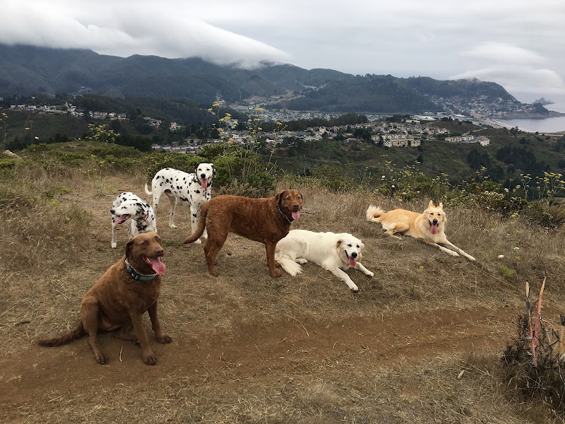 Photo of Active Care Petsitting & Dog Walking