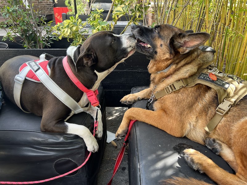 My Service Dog’s Place photo 5
