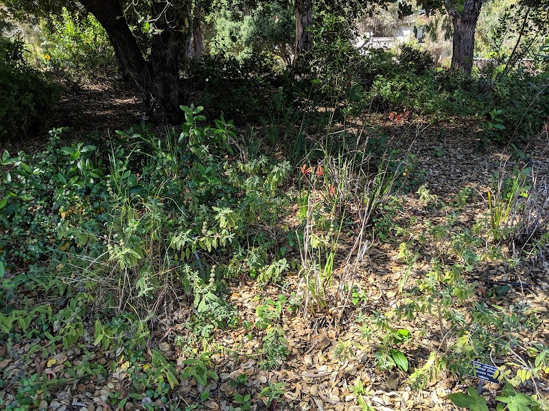 Water-wise Garden photo 5
