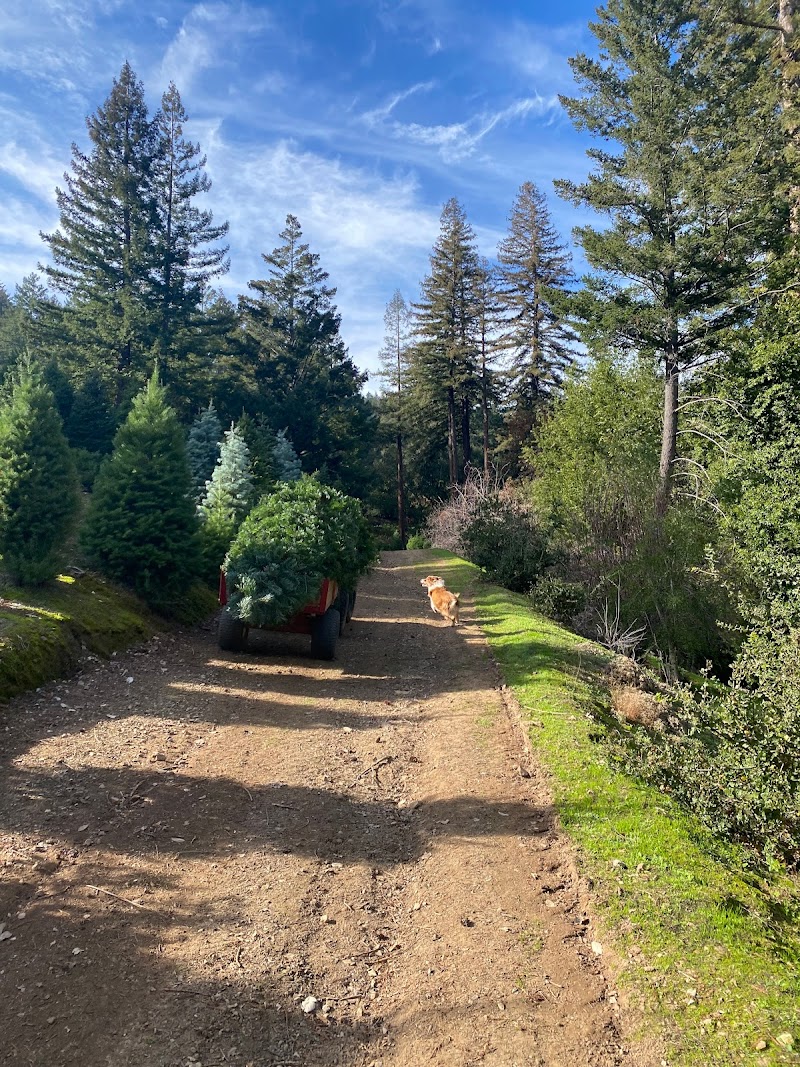 Norquist Christmas Tree Farm photo 2