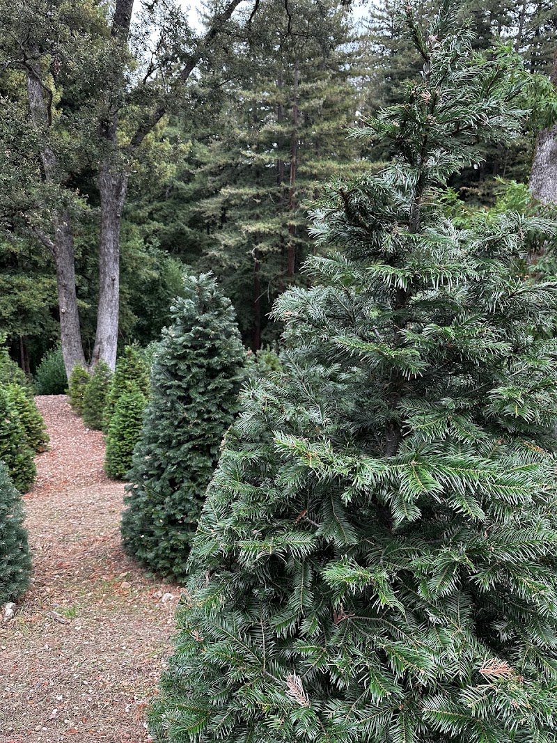 Photo of Norquist Christmas Tree Farm