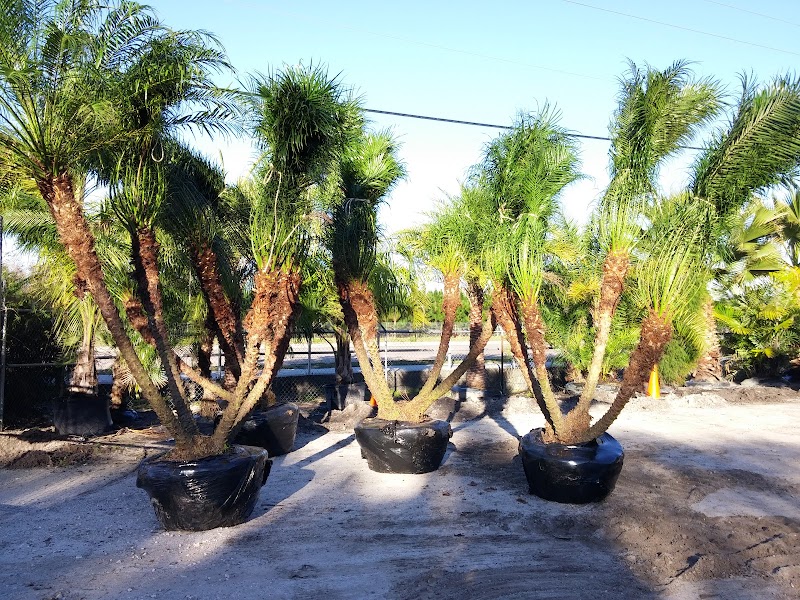 The Greenery of Tampa Bay photo 2