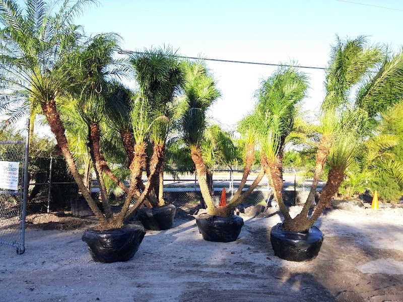 The Greenery of Tampa Bay photo 5
