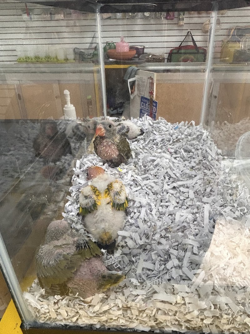 Mermaid’s Animal Petshop photo 3