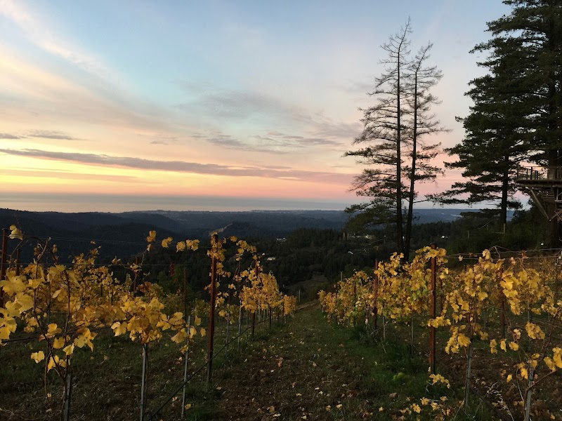 Photo of Lago Lomita Vineyards