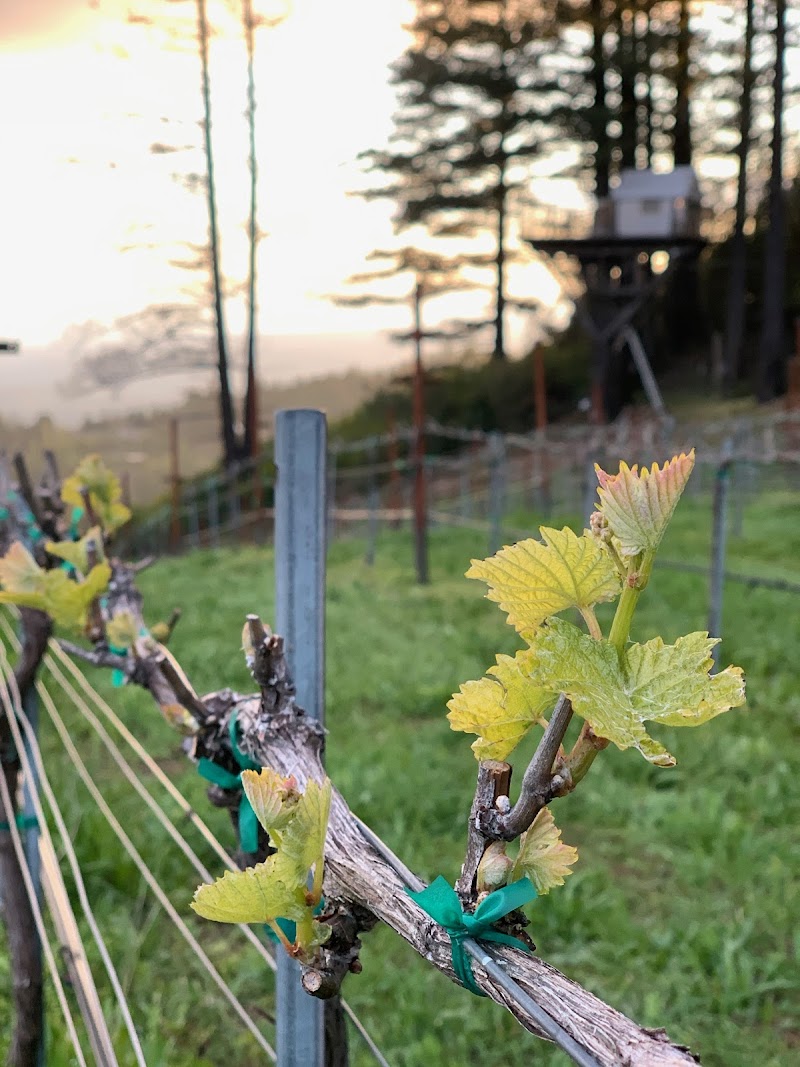 Lago Lomita Vineyards photo 3