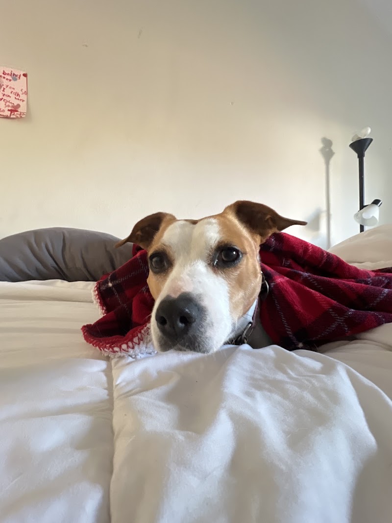 Bay Area Peaceful Pet Care LLC photo 5