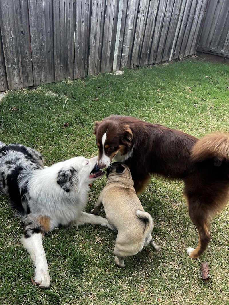 Bay Area Peaceful Pet Care LLC photo 3
