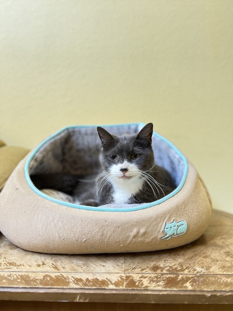 Bay Area Peaceful Pet Care LLC photo 4