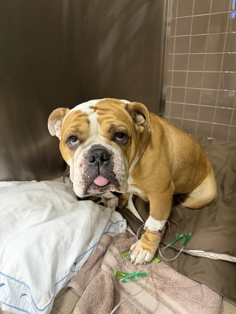 Photo of Bay Area Peaceful Pet Care LLC