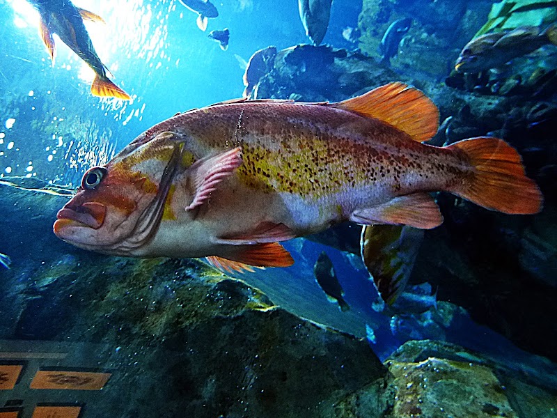 Oregon Coast Aquarium photo 5