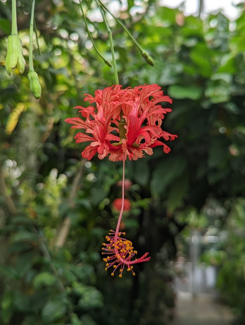 UC Davis Botanical Conservatory photo 3