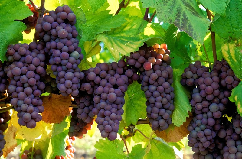 Napa Valley Reservations photo 2