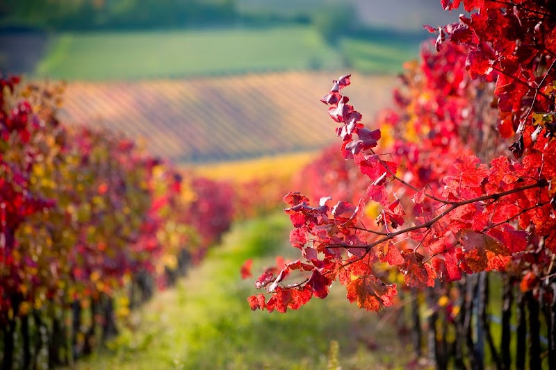 Photo of Napa Valley Reservations