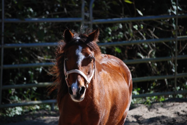Sunset Riding Stables photo 5