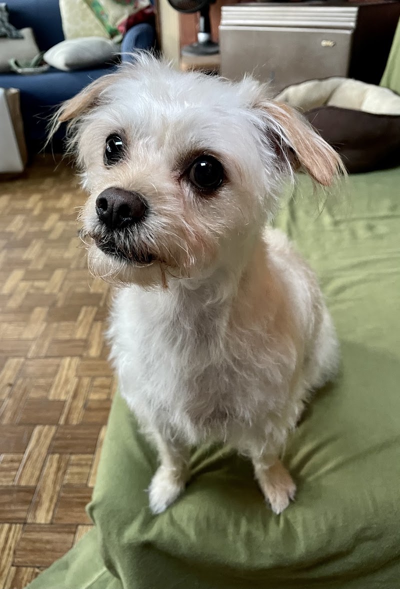 For Paws photo 2