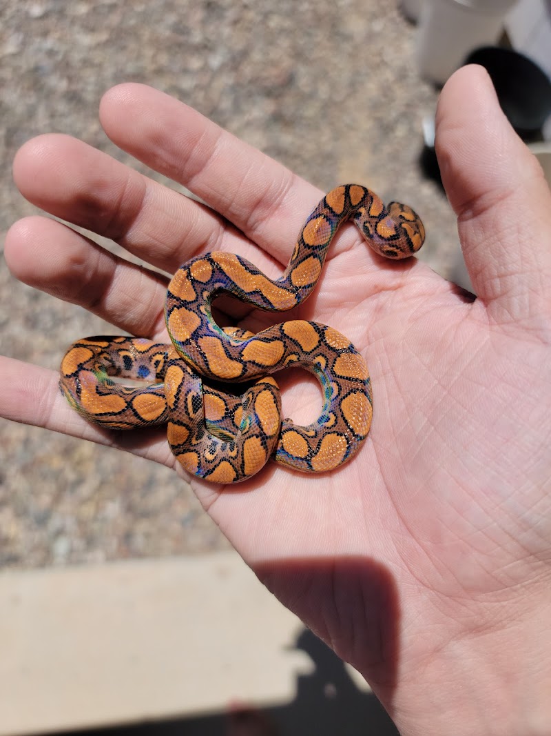 Ever Evolving Exotics photo 5
