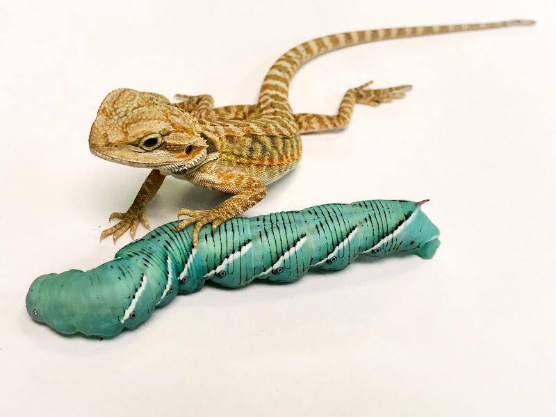 Ever Evolving Exotics photo 3