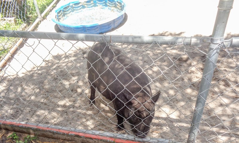 Suncoast Primate Sanctuary photo 4