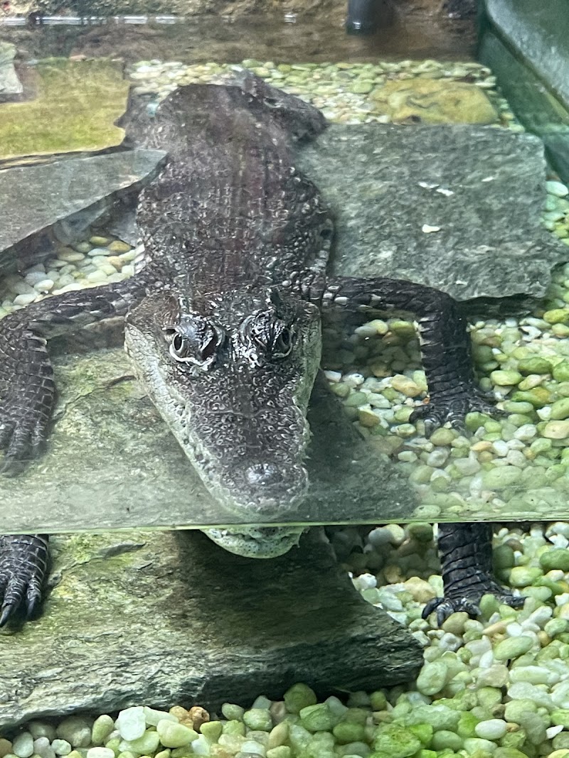 Reptile Lagoon photo 4