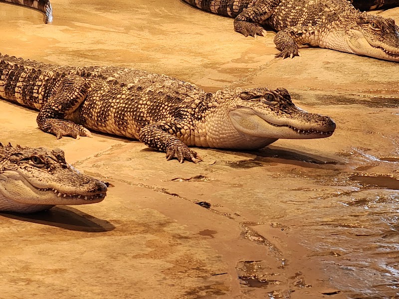Photo of Reptile Lagoon