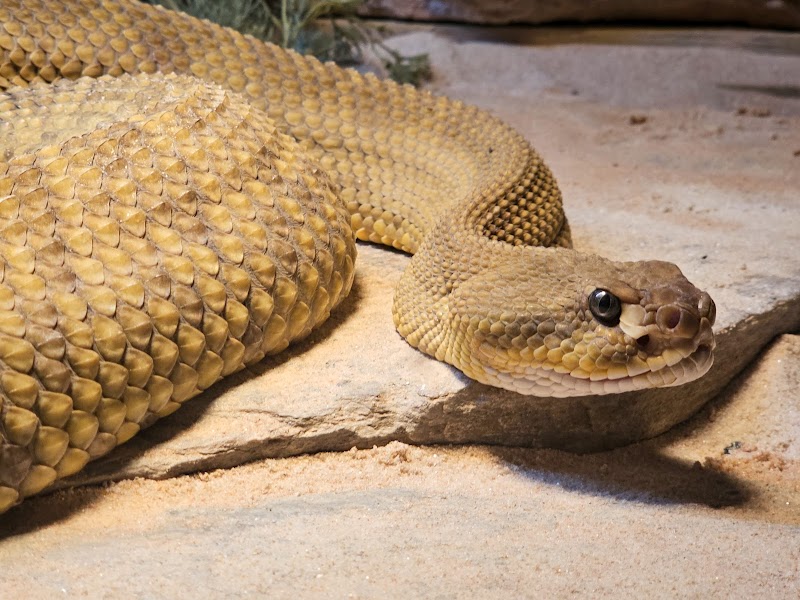 Reptile Lagoon photo 3