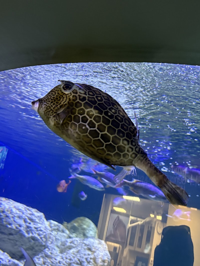 The Florida Aquarium Sea Turtle Rehabilitation Center photo 3