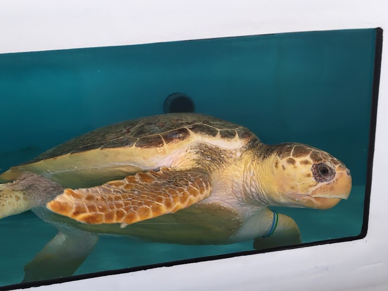 The Florida Aquarium Sea Turtle Rehabilitation Center photo 2