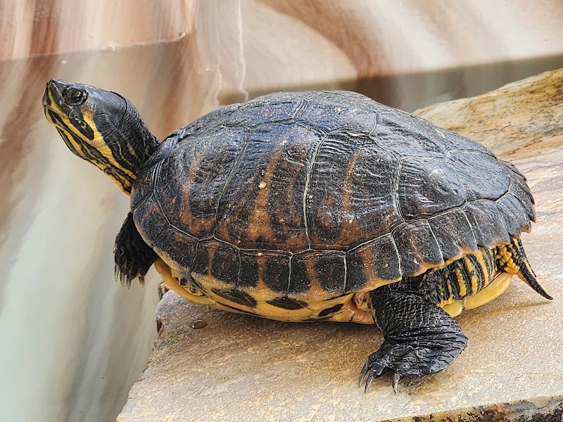 The Florida Aquarium Sea Turtle Rehabilitation Center photo 4